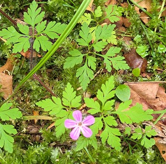 Herb Robert